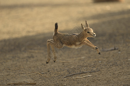 Gazelle 画像跳羚空气精力羚羊栖息地动物群飞机濒危野生动物男性图片