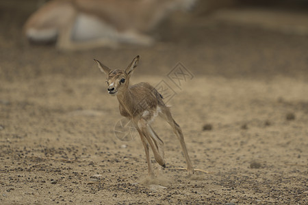 Gazelle 画像野生动物照片跑步支撑运动干旱栖息地食草动物群瞪羚图片