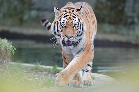 西伯利亚老虎肖像哺乳动物动物园爪子荒野动物群森林针叶林野生动物木头动物图片