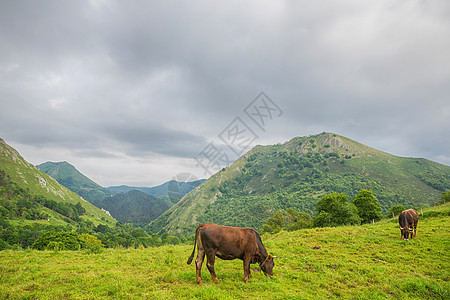 农场奶牛场景天空山峰场地农村国家旅游自然顶峰家畜图片
