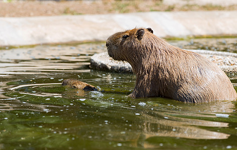 Capivara 卡皮瓦拉荒野动物群毛皮哺乳动物水豚水鸡水螅动物头发热带图片