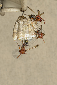 共同纸张Wasp和黄蜂巢的图像蛱蝶分庭野生动物宏观幼虫殖民地天线化合物荒野危险图片