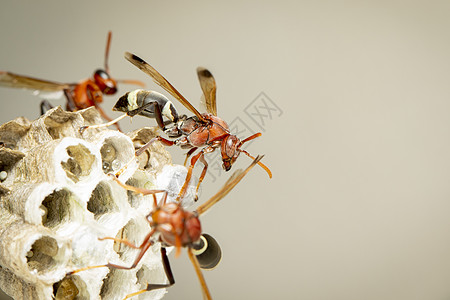 共同纸张Wasp和黄蜂巢的图像大腹危险分庭殖民地蛱蝶细胞野生动物化合物便便捕食者图片