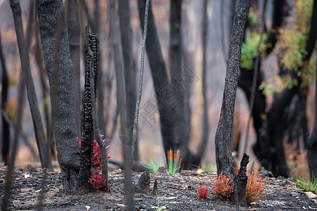 澳大利亚的树木和植物在灌木林火灾后开始恢复图片
