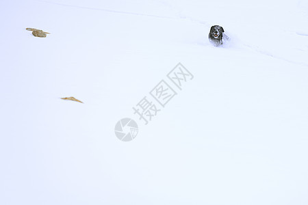 黑拉布拉多狗在山雪中奔跑图片