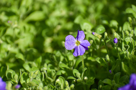 近距离观察春月一朵浅紫蓝色乌蓝花与绿树叶植物群园林花卉花瓣生长植物植物学团体园艺紫色图片