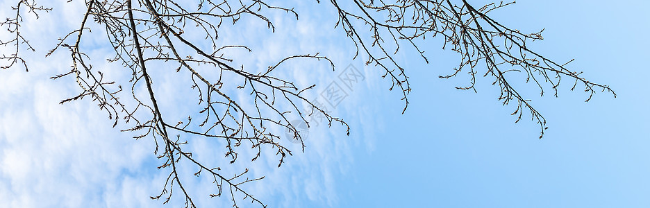 光秃秃的树枝映衬着蓝色的天空蓝天环境季节风景森林木头墙纸照射植物阳光图片