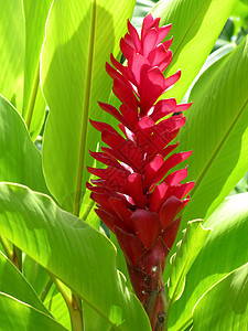 红姜丛林热带女王植物白色植物群鸵鸟粉色情调绿色图片