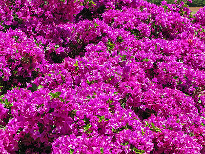 布干维尔工厂公园花园灌木花序植物蜡质花花瓣多刺片状灌木丛图片