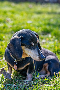 一只长着黑色毛皮的特克尔狗 站在草地上图片