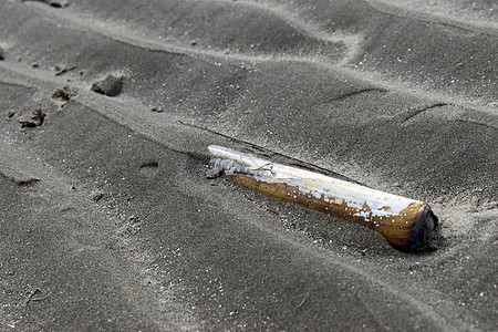 爱尔兰背景沙滩上的蛏壳动物生活海滩生物学旅行食物墙纸海浪支撑剃刀图片