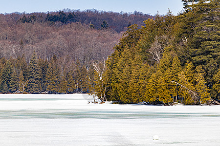 冬季冻结的森林湖图片