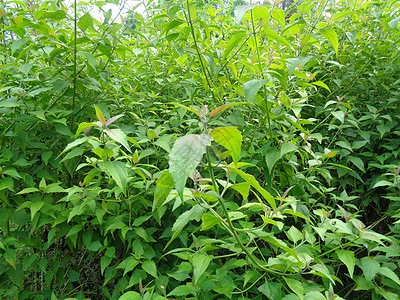 近距离接近绿色的Chromolaena奥多拉塔 自然背景中的杂草是绿色的 土壤肥力驱逐厂热带植物群生长宏观魔鬼药品花园紫色荒野叶图片