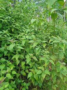近距离接近绿色的Chromolaena奥多拉塔 自然背景中的杂草是绿色的 土壤肥力驱逐厂植物学叶子生长野花紫色魔鬼荒野树叶植物花图片