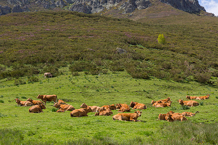 农场奶牛家畜自然农田山峰动物天空场景草地顶峰场地图片