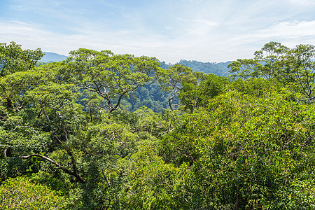 Temburunng乌卢国家公园冒险爬坡道旅行森林丛林热带环境叶子风景全景图片