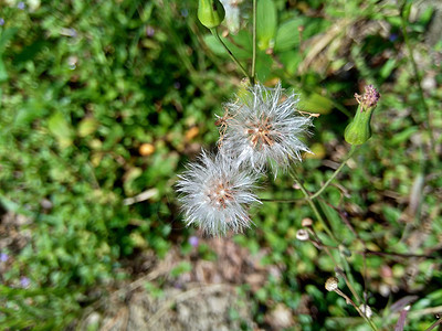 具有自然背景的花花园花瓣植物野生动物植物学场地紫色荒野剃须流苏花图片