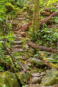 马达加斯加原始雨林雨林情调风景植物群公园植物生长半岛旅行环境栖息地图片