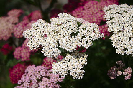 花园里粉红色和白色的开花西洋蓍草蔬菜食物植物生长背景图片