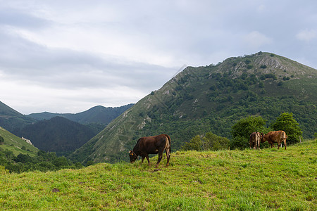 农场奶牛旅行家畜牧场公园顶峰国家动物环境山峰农村图片