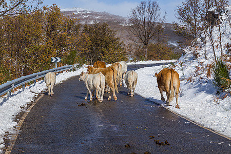 山上有雪的奶牛农村国家森林温度农场家畜牛肉天气荒野反刍动物图片