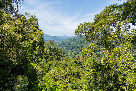 Temburunng乌卢国家公园旅行环境荒野远足脑香蓝色热带森林栖息地雨林图片