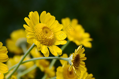 花园里的黄色花朵植物群宏观植物黄花草地背景图片