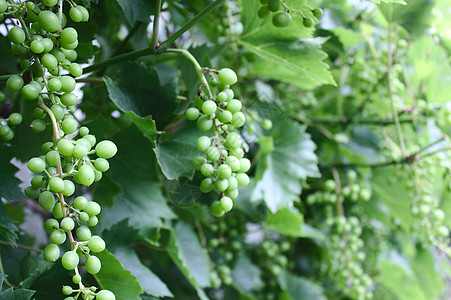 园中有许多葡萄水果藤蔓酿酒师葡萄园花园树叶叶子绿色图片