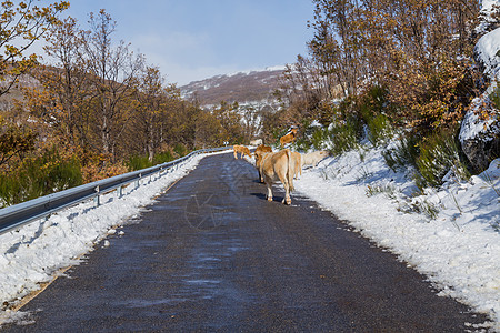 山上有雪的奶牛国家高地天气牛肉农村荒野动物反刍动物草地农业图片