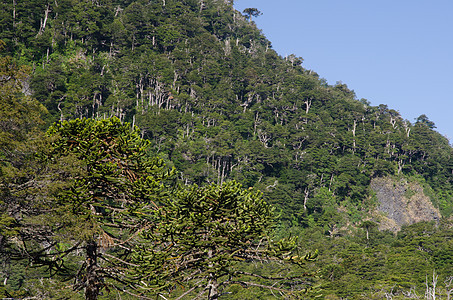 猴子拼图树和多姆比的蜂窝混合森林林地多样性针叶树植被树叶岩石树木生物叶子植物学图片