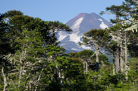 莱玛火山和混合森林 猴子拼图树和多姆比的蜂蜜树木木头林地山峰叶子植物坐骑植物学生物山毛榉图片