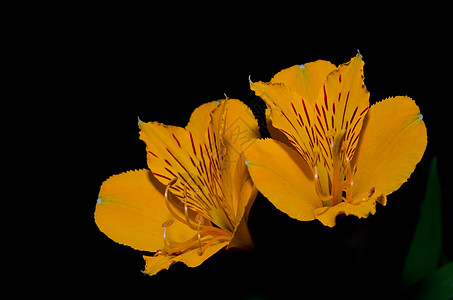秘鲁Congguillio国家公园的花朵植物花序荒野生物多样性野花植物学百合雄蕊黄色图片