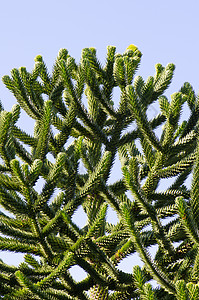 猴子拼图树的枝条 阿拉奥卡里亚阿劳卡纳叶子活化石针叶树荒野植被森林生物植物学多样性植物图片