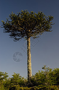 Conguillio国家公园的猴子谜树植被生物植物群分支机构荒野植物学森林植物树木木头图片