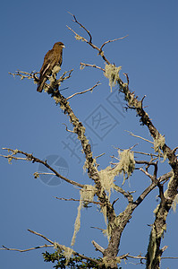 在一棵树上动物群地衣多样性生活观鸟树干树木野生动物生物动物图片