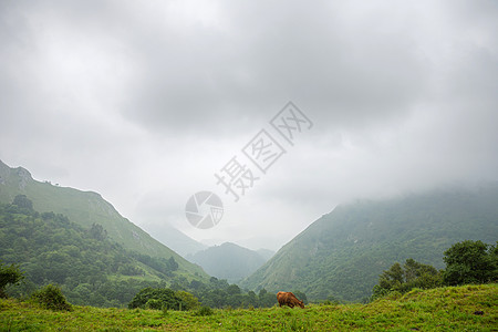 农场奶牛山峰动物农田牧场草地场景家畜天空国家自然图片