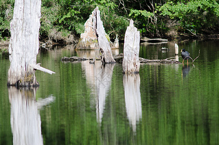 在卡普特伦环礁湖的巨人库特富利卡吉安塔动物群运动多样性笨人生物鸟类淡水湿地动物沼泽图片