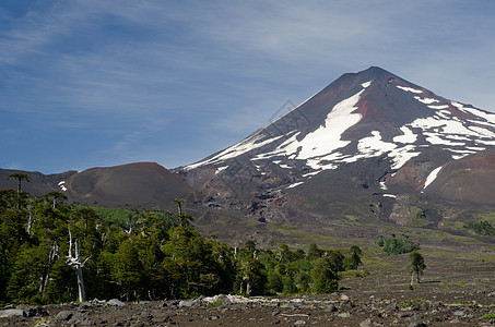 Conguillio国家公园的Llaima火山林地会议木头坐骑森林顶峰首脑荒野树木山脉图片