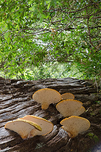 林子里一棵枯树上的蘑菇森林多样性生物树干树木木头帽子林地菌类图片