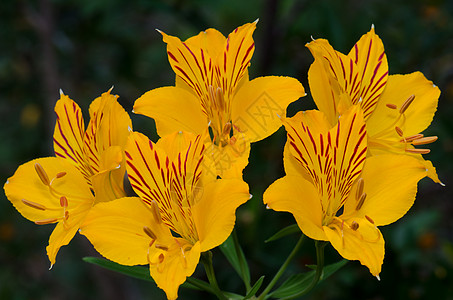 秘鲁Lily在康吉里奥国家公园的花朵植被花瓣多样性植物雄蕊植物群植物学百合黄色花序图片