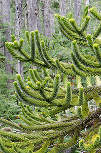 猴子拼图树的枝条 阿拉奥卡里亚阿劳卡纳生活多样性活化石植物荒野分支机构植物学树木植被生物图片