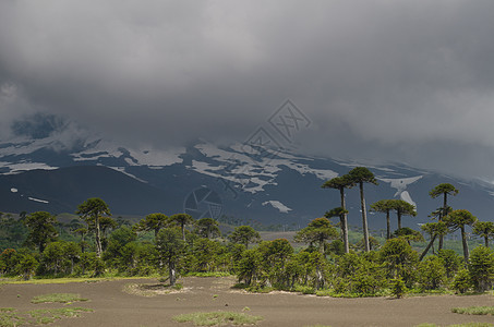 云层和猴子拼图树覆盖着Llaima火山树干坐骑针叶树荒野风景山脉树木活化石场景图片