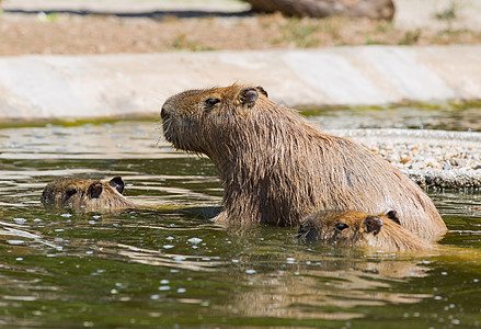 Capivara 卡皮瓦拉水螅热带头发毛皮哺乳动物水豚荒野动物群食草动物园图片