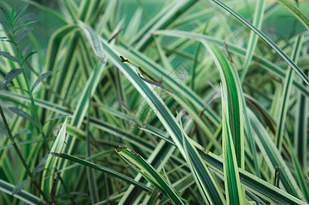 绿色植物叶子抽象背景 纹理效果 郁郁葱葱的绿色草地上的草叶 自然纵横交错的图案设计元素 全画幅 冬季自然背景状态农场植物彩色生长图片