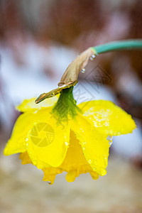 Dafodil 花朵缝合植物学季节水仙花公园宏观植物群黄色植物水仙花瓣图片