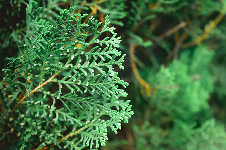 盛开的绿色西部红雪松植物叶子 特写 专注于前景物体 抽象纹理彩色背景 环保质感效果 复制空间房间右侧花头部分风光生长植物学宏观叶图片