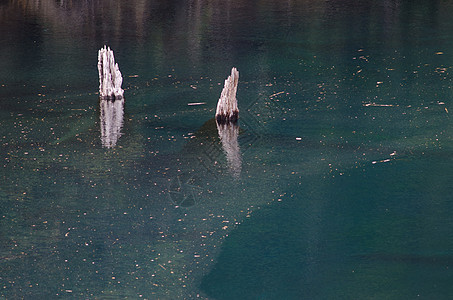Arco Iris环礁湖里的枯树栖息地风景树干淡水湿地生境沼泽地沼泽池塘场景图片