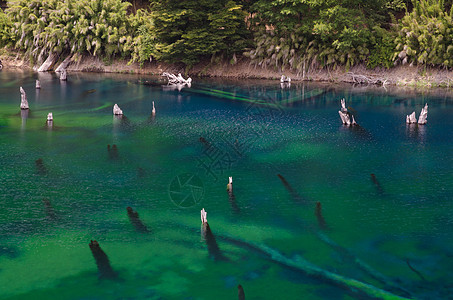 Arco Iris环礁湖里的枯树栖息地荒野淡水风景湿地生境场景池塘树木木头图片