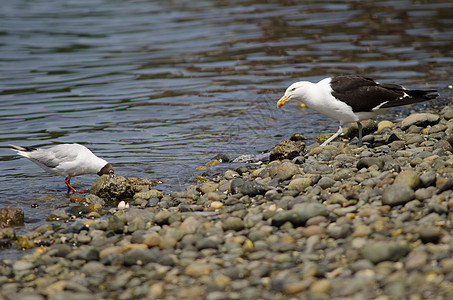 棕色海鸥向左 海藻向右荒野动物群海洋海岸线支撑多样性生物动物背鸥海岸图片