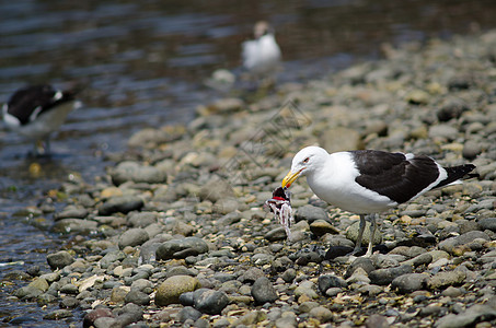 Kelp海鸥吃鱼的残骸动物群鸟类海岸线生物野生动物遗迹动物海岸食物多样性图片